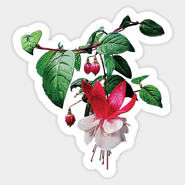 Fuschia - Pink and White Fuschia Sticker by SusanSavad